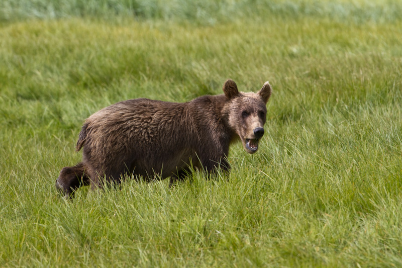 Grizzly Bear Cub